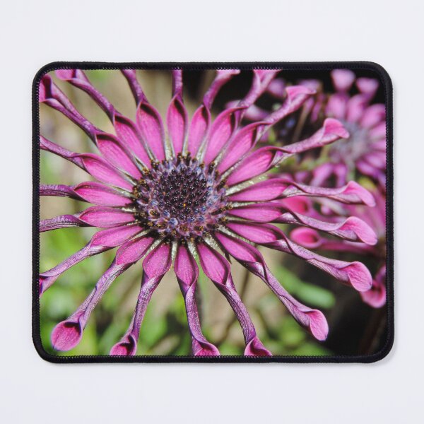 Item preview, Osteospermum – ‘Whirlygig’ designed and sold by Marilyn Harris.