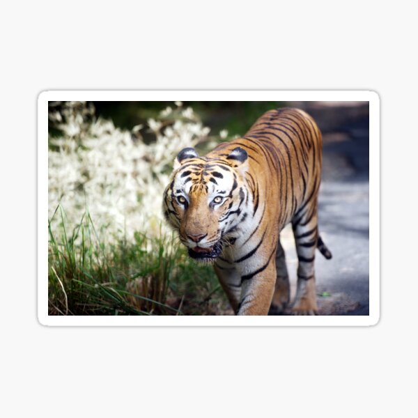 A tiger is staring at the camera. Sticker