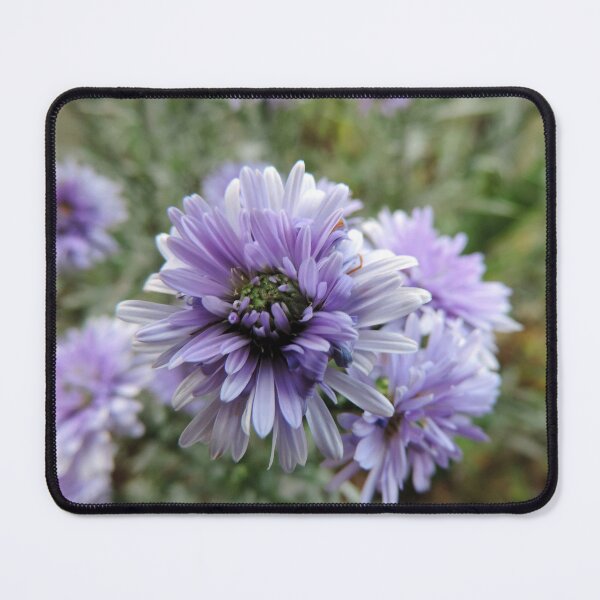 Item preview, Purple "China Aster" (Callistephus) designed and sold by Marilyn Harris.