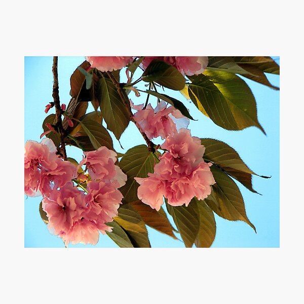 Item preview, April 20, 2008 Flowering Trees designed and sold by spiritsfreedom.