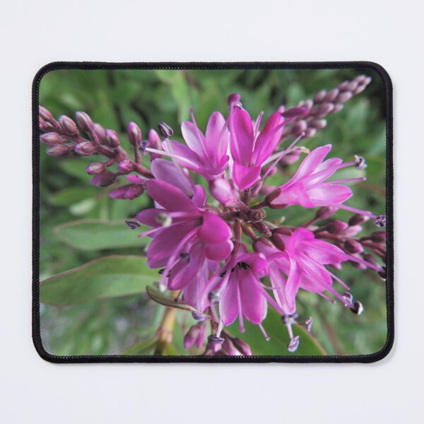 Item preview, Symmetry of Pink Flowers - Hebe "Great Orme" designed and sold by Marilyn Harris.