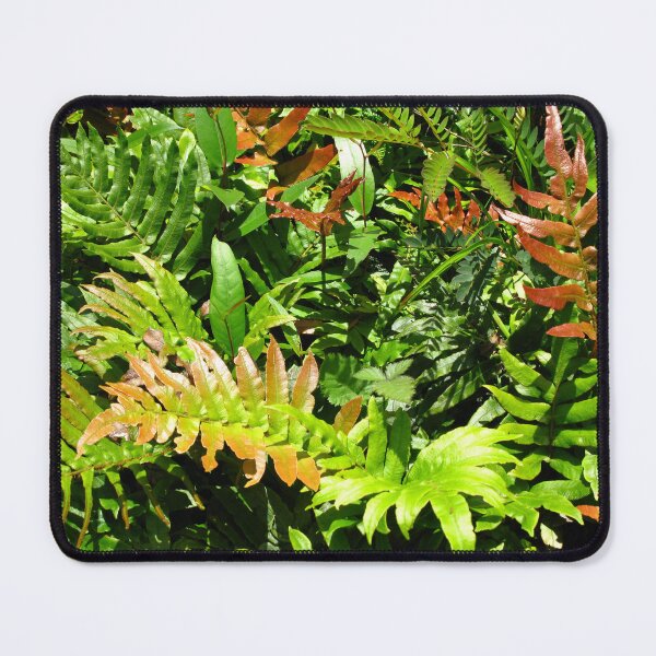 Item preview, Blechnum cartilagineum - Gristle Fern or Soft Water Fern designed and sold by Marilyn Harris.