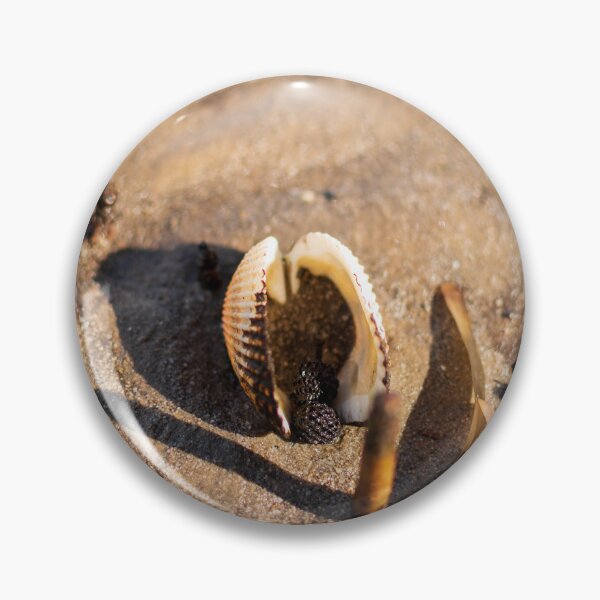 Item preview, Sheoak Cone inside Shell on Sand designed and sold by suziq1962.