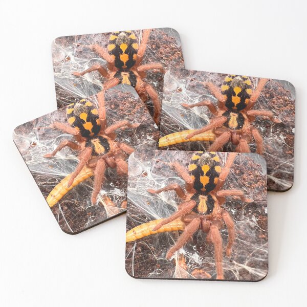 Item preview, Hapalopus Colombia/Pumpkin Patch Tarantula designed and sold by CyriocosmusE.