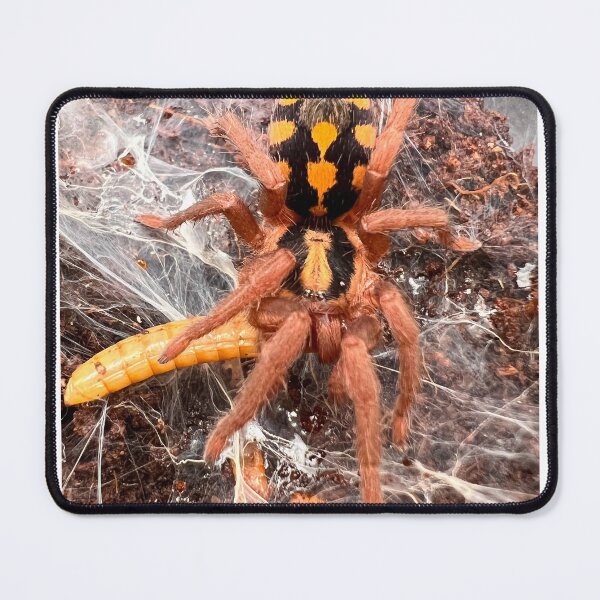 Item preview, Hapalopus Colombia/Pumpkin Patch Tarantula designed and sold by CyriocosmusE.