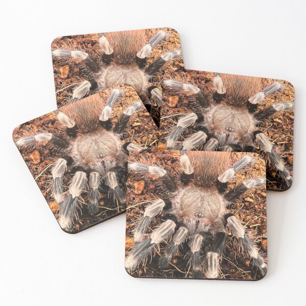 Item preview, Nhandu chromatus/Brazilian Red and White Tarantula designed and sold by CyriocosmusE.