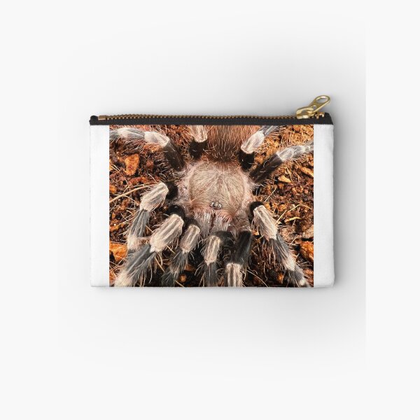 Item preview, Nhandu chromatus/Brazilian Red and White Tarantula designed and sold by CyriocosmusE.