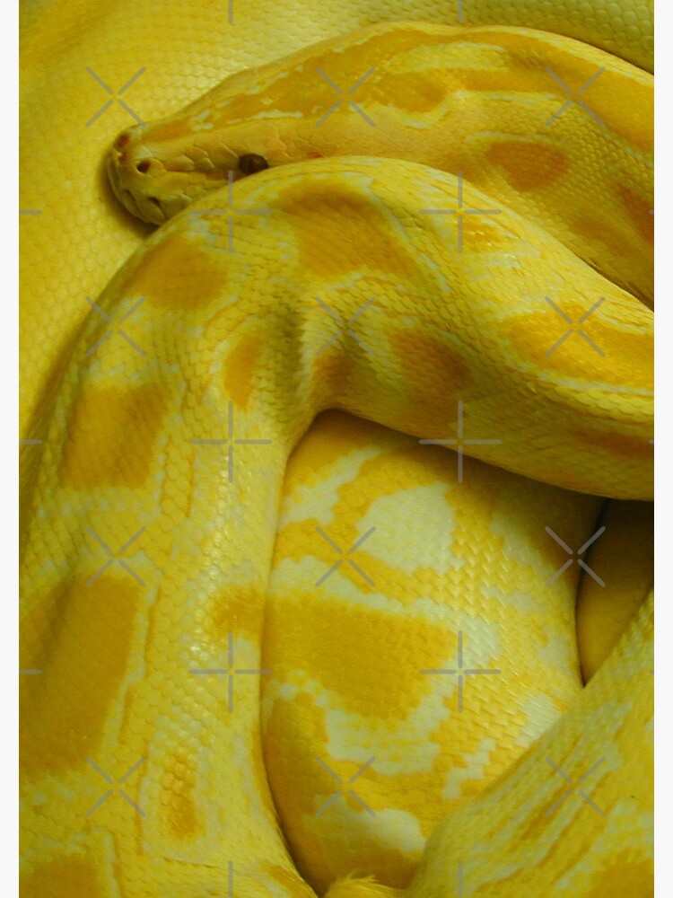 Yellow Burmese Python 