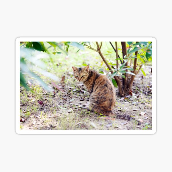 A cat is sitting on the ground. Sticker