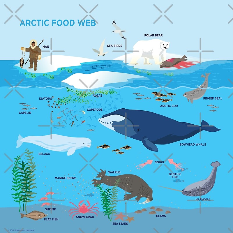 arctic-food-web-metal-prints-by-pepomintnarwhal-redbubble