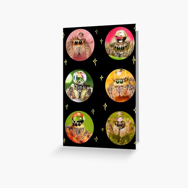 "Colourful cute peacock jumping spiders with water droplet hats pattern