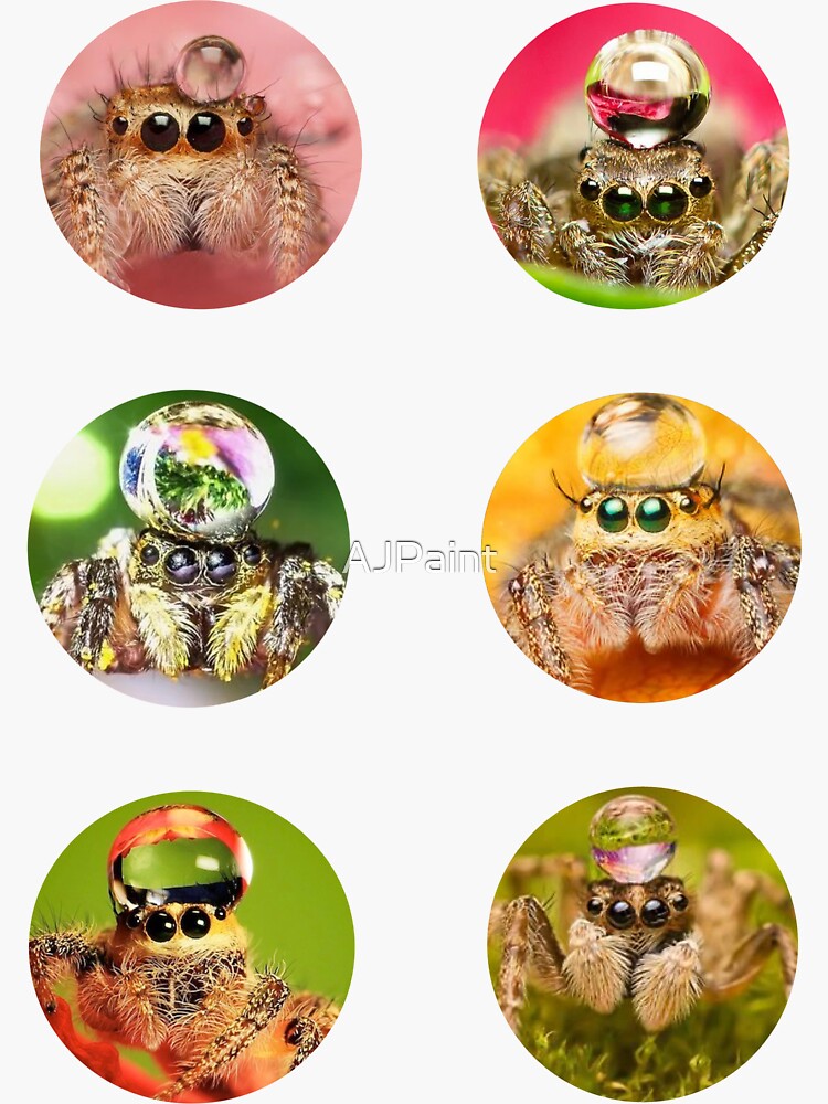 "Colourful cute peacock jumping spiders with water droplet hats pattern