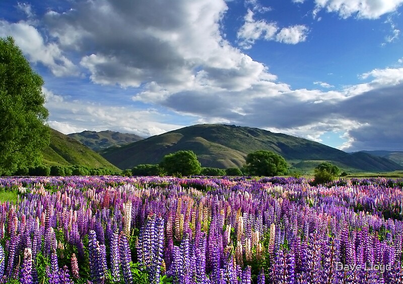 “Lupin Field” by Dave Lloyd | Redbubble