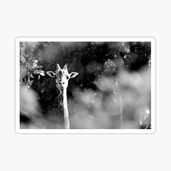portrait of giraffe Sticker