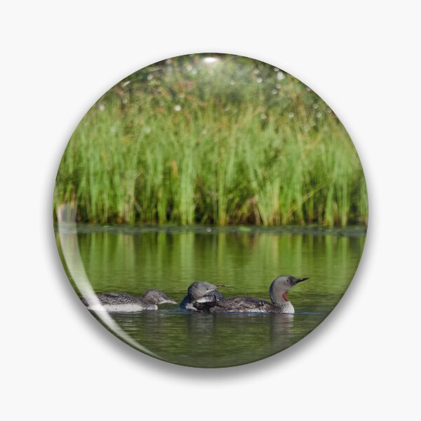 Item preview, Those impossible kids. Red-throated loon designed and sold by Jouko Lehto Photography.