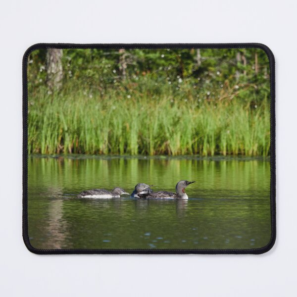 Item preview, Those impossible kids. Red-throated loon designed and sold by Jouko Lehto Photography.