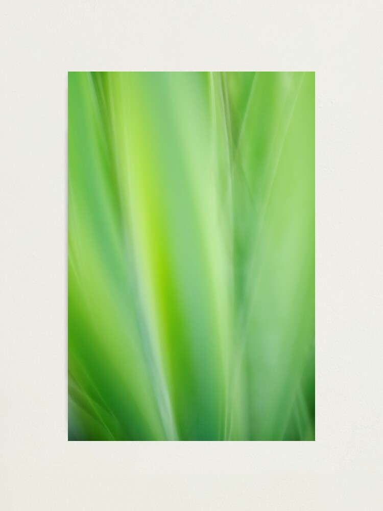 Alternate view of Iris impression Photographic Print