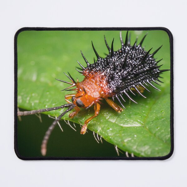 Item preview, Unique and organic photo of a spiny leaf beetle designed and sold by AvonPerception.