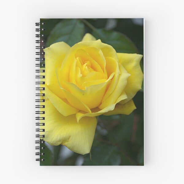 Item preview, Golden glow of the last Rose......!!! designed and sold by Roy  Massicks.