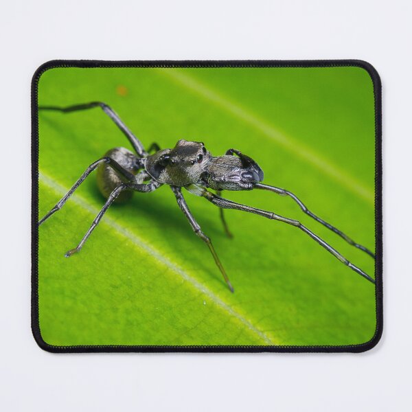 Item preview, Unique and organic photo of an ant mimic spider designed and sold by AvonPerception.