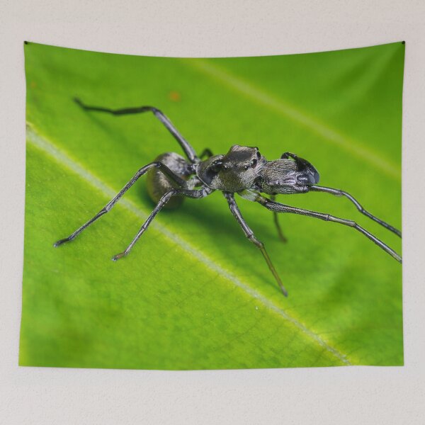 Item preview, Unique and organic photo of an ant mimic spider designed and sold by AvonPerception.