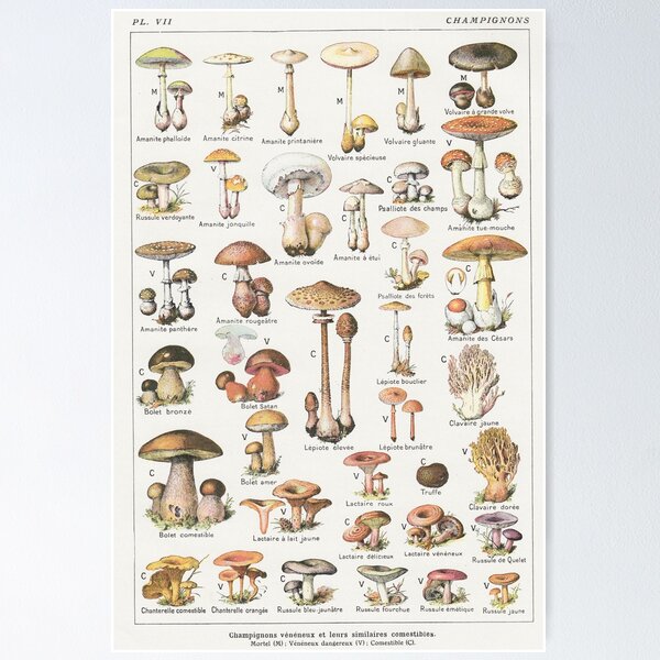 Psychedelic Mushrooms Posters for Sale