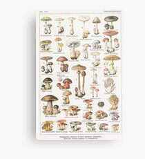 Mushrooms Metal Print