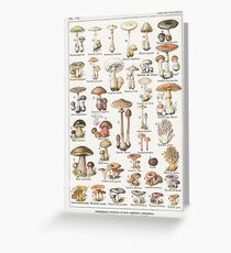 Mushrooms Greeting Card