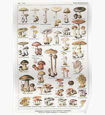 Pilze Poster