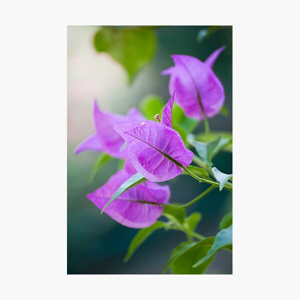 Purple veins Photographic Print