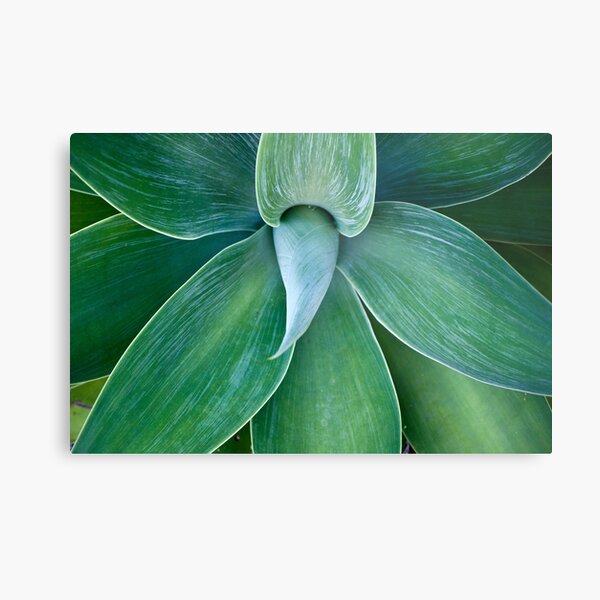 Rays of a green sun Metal Print