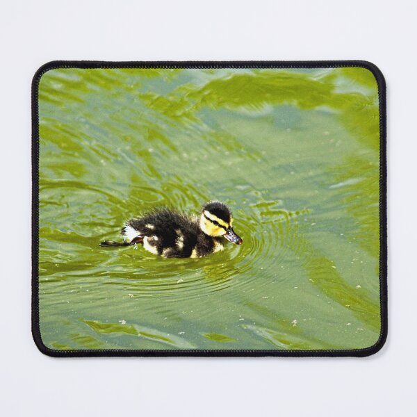 Item preview, Little Baby Mallard Duckling Swimming Green Pond designed and sold by Anna Lemos.