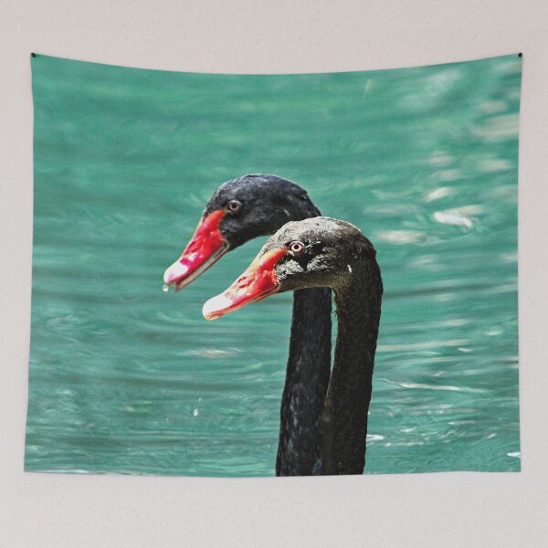 Item preview, Black Swans Couple Birds Closeup designed and sold by Anna Lemos.