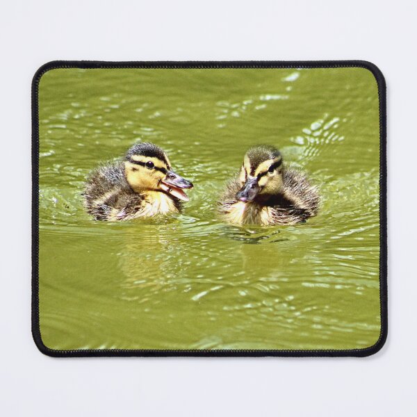 Item preview, Two Lovely Baby Mallard Ducklings Swimming designed and sold by Anna Lemos.