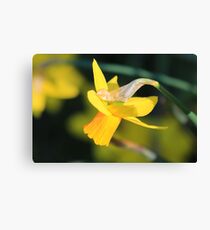 Daffodil Canvas Print