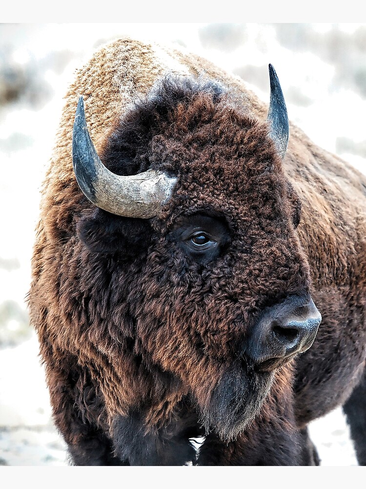 In the Presence of Bison in Yellowstone National Park and Arsenal Park, Colorado by ArtOLena