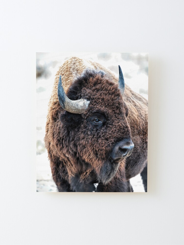 Alternate view of In the Presence of Bison in Yellowstone National Park and Arsenal Park, Colorado Mounted Print
