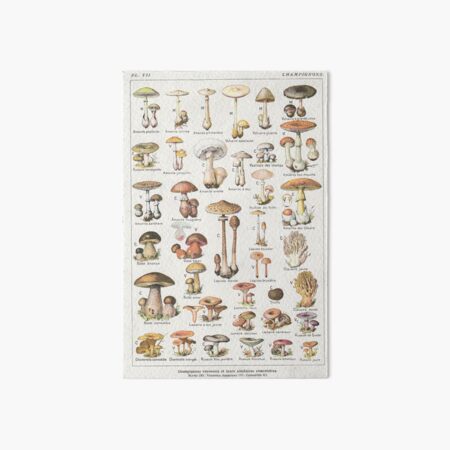 Mushrooms Art Board Print