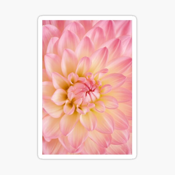 Item preview, Close-up of a pretty pink Dahlia designed and sold by plumspixellove.
