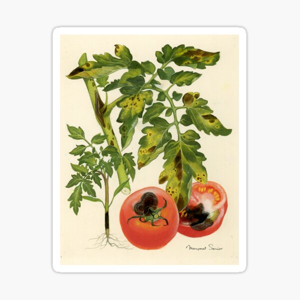 Item preview, Early Blight in Tomato designed and sold by BiosecurityColl.
