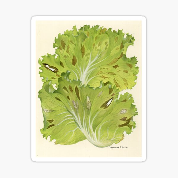 Downy Mildew of Lettuce Sticker