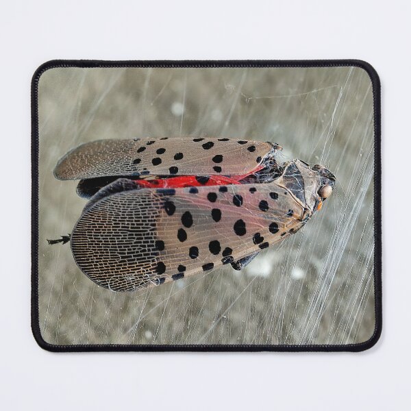 Item preview, The Unfortunate Spotted Lanternfly designed and sold by Lanis Rossi.