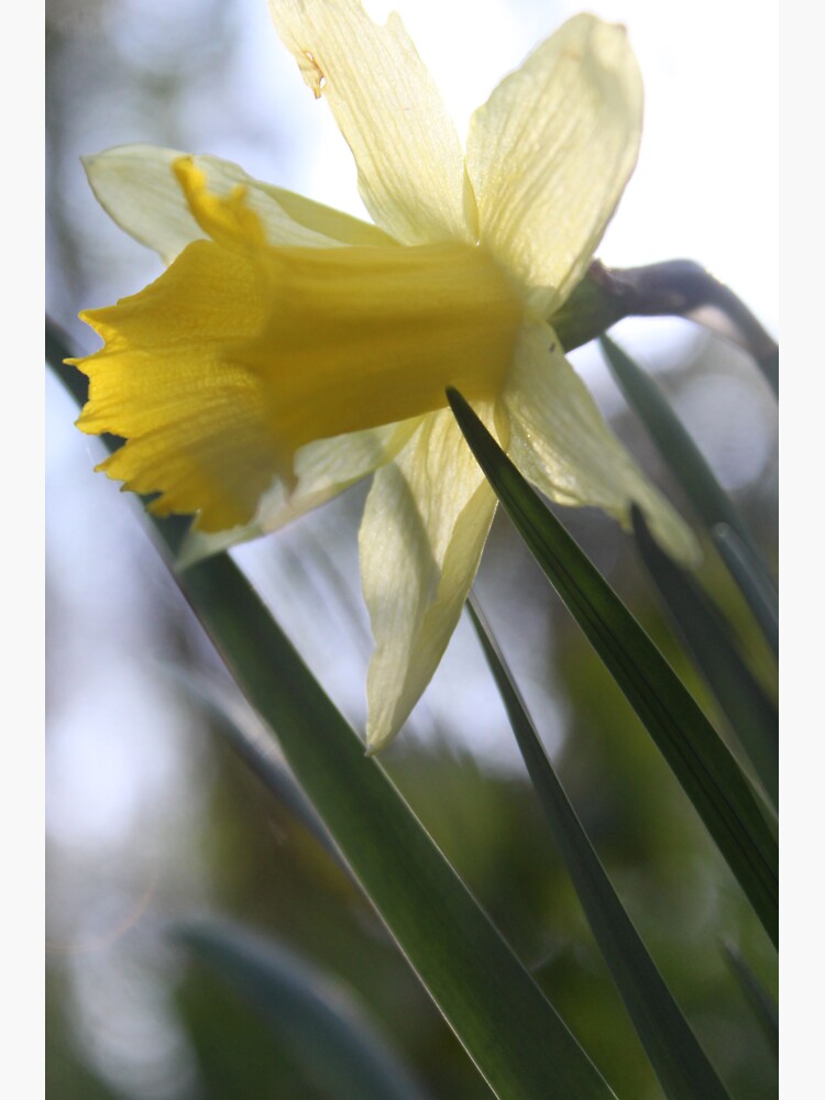 "Leaning daffodil" Sticker for Sale by debrabakerart Redbubble
