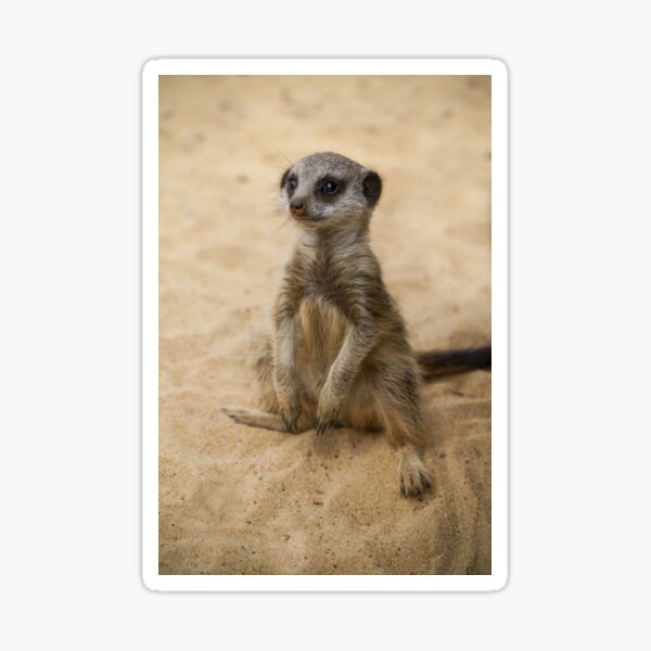 Item preview, Baby Meerkat Sitting In The Sand designed and sold by rawshutterbug.