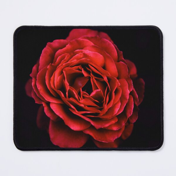 Item preview, Bright red rose on black background designed and sold by plumspixellove.