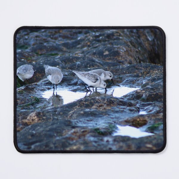 Item preview, Sandpipers Birds feeding Rock Tide Pool Seashore designed and sold by Anna Lemos.