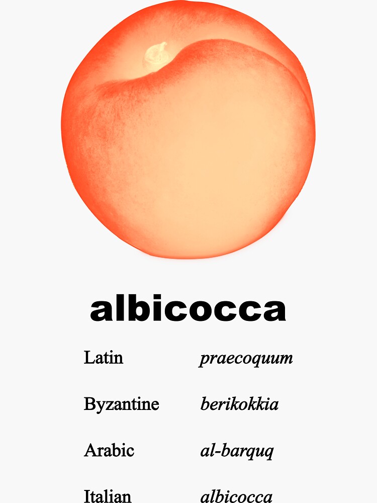 "Albicocca Apricot Etymology" Sticker for Sale by rodinadesigns Redbubble