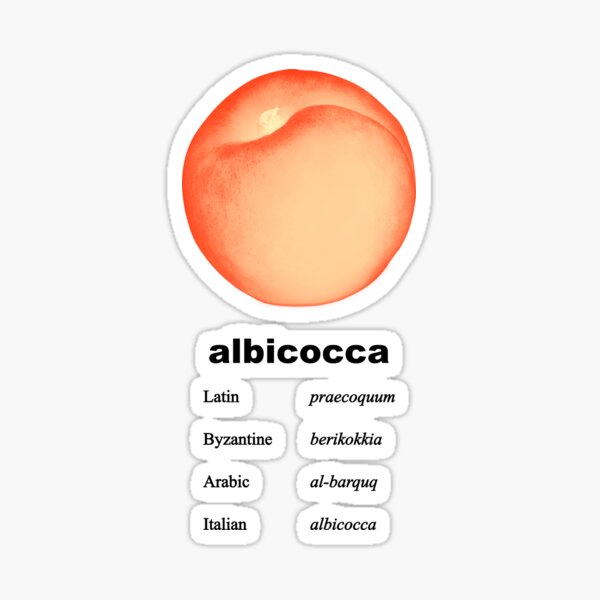 "Albicocca Apricot Etymology" Sticker for Sale by rodinadesigns Redbubble