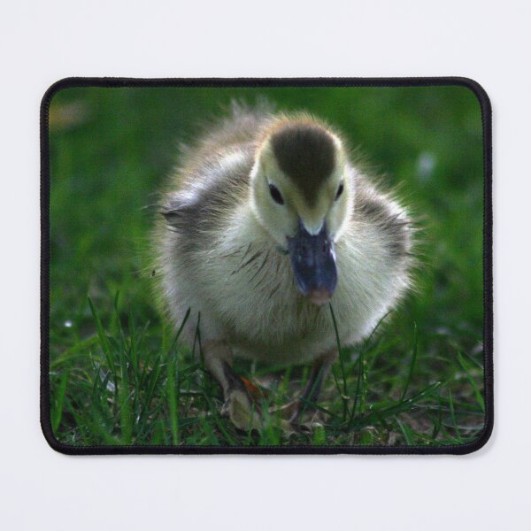 Item preview, Cute Duckling Walking on a Lawn Portrait Closeup designed and sold by Anna Lemos.
