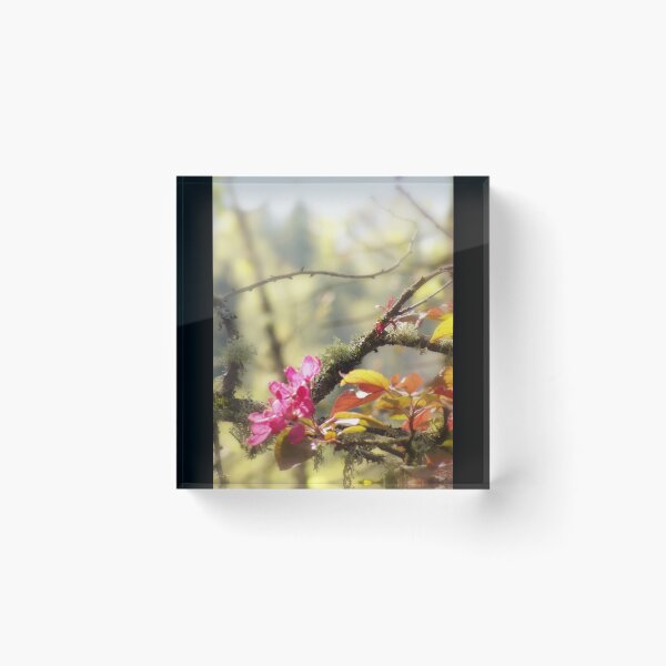 Item preview, red Malus 'Radiant' crab apple blossoms #10 designed and sold by Dawna Morton.
